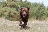 LABRADOR 088